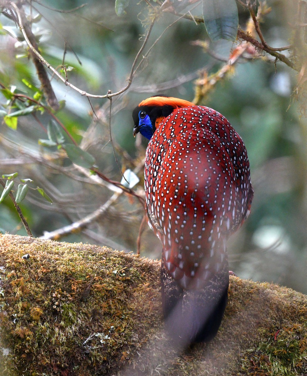 Temminck's Tragopan - ML639696677