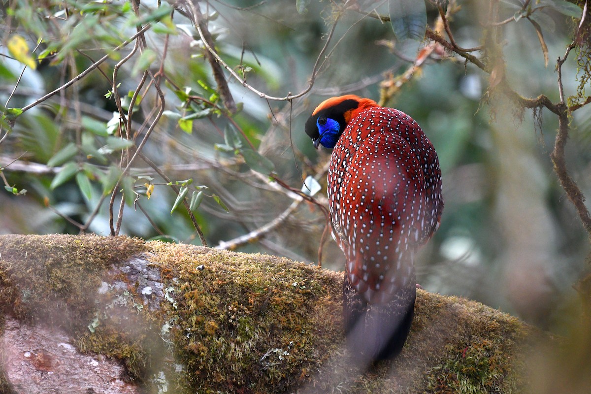Temminck's Tragopan - ML639696679