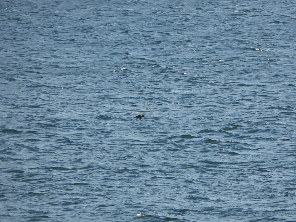 Rhinoceros Auklet - ML639696681