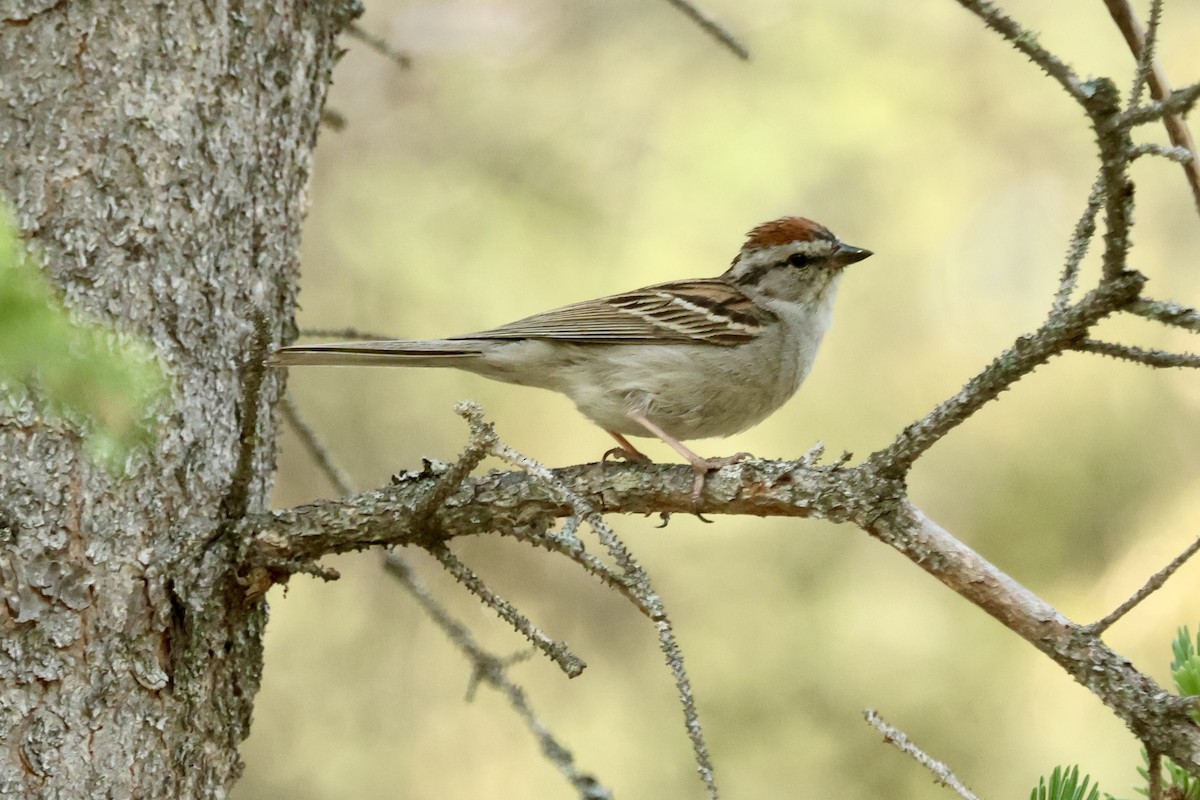 Chipping Sparrow - ML639696684