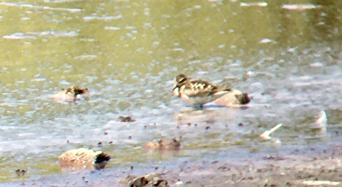 Least Sandpiper - ML639696685