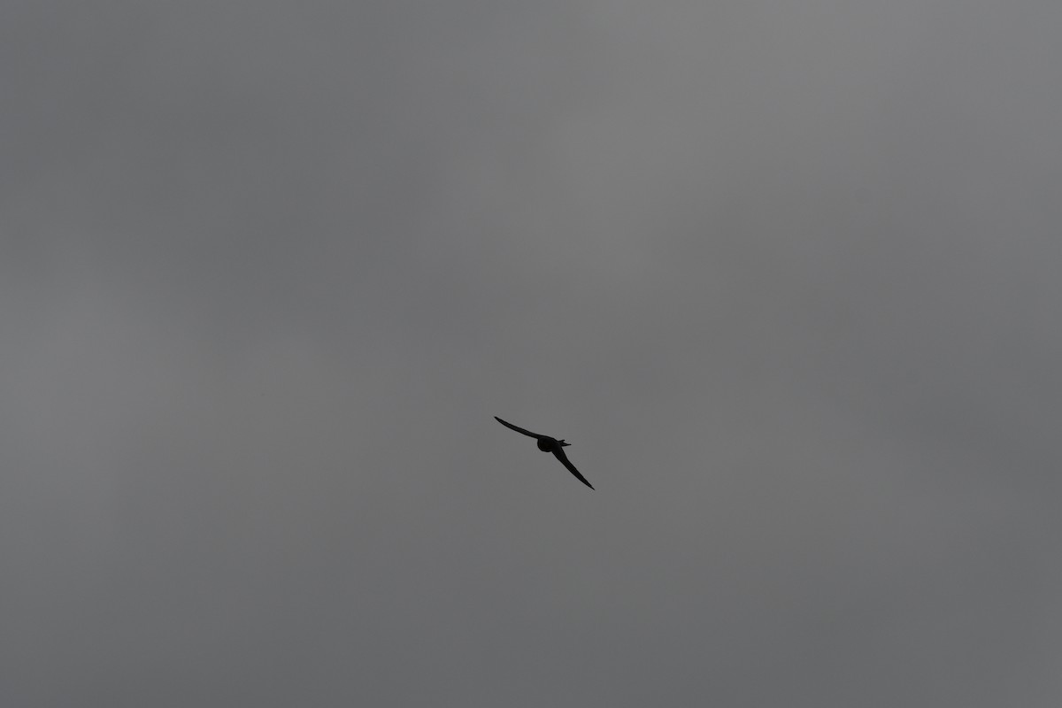 Barn Swallow - ML639696689