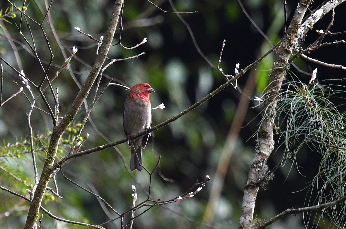 Crimson-browed Finch - ML639696700