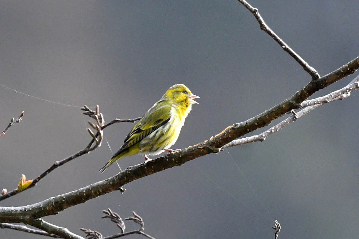 Tibetan Serin - ML639696712