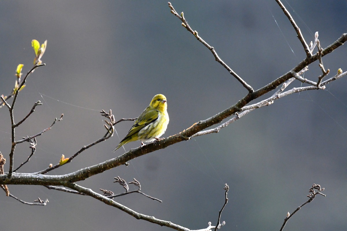 Tibetan Serin - ML639696713