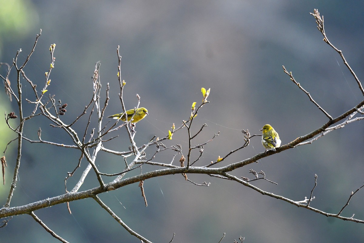 Tibetan Serin - ML639696715