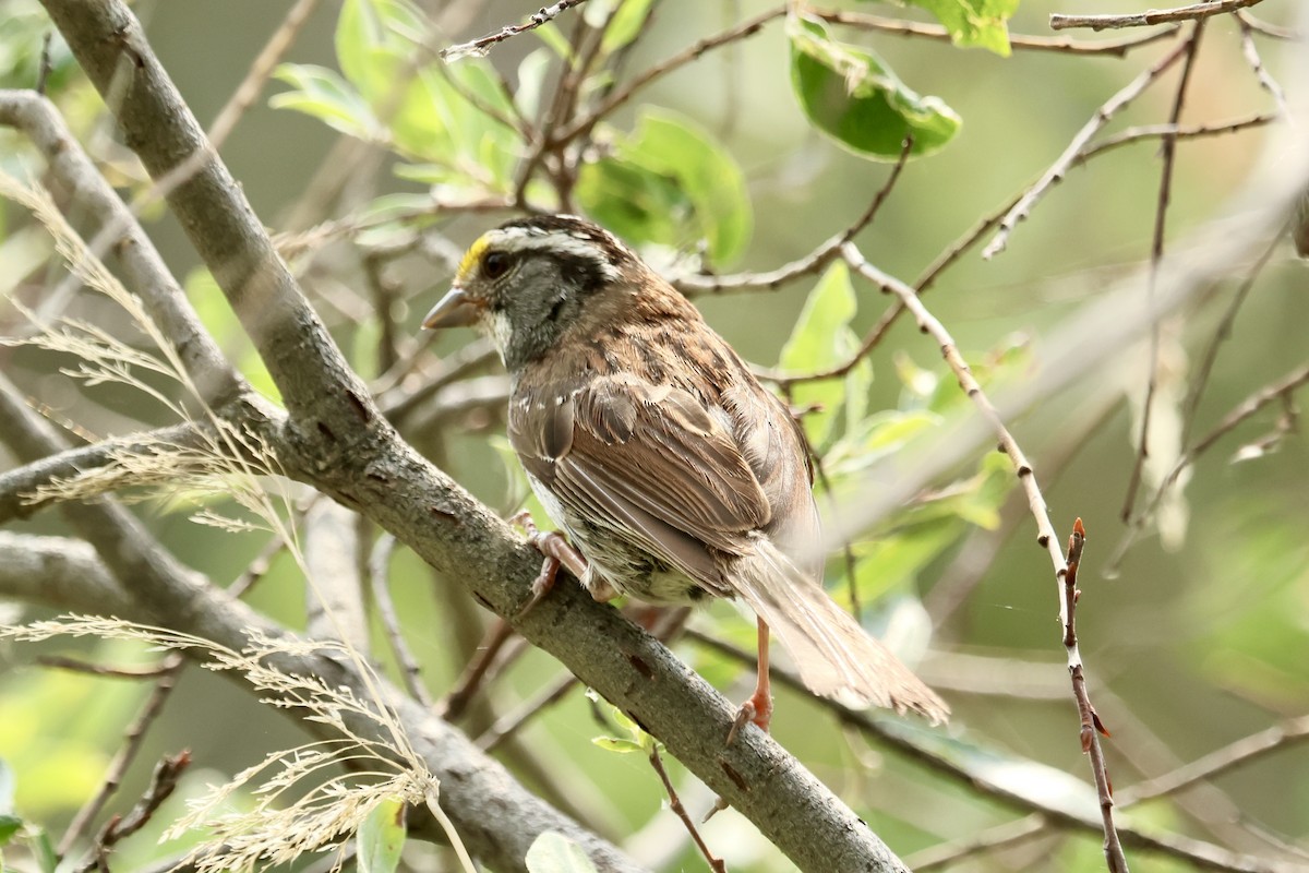 White-throated Sparrow - ML639696774