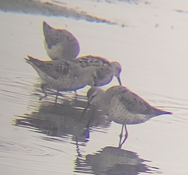 Stilt Sandpiper - ML639696791