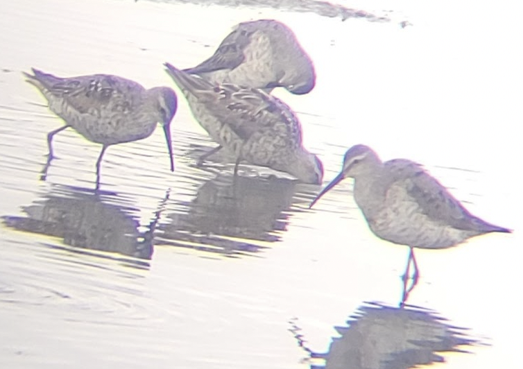 Stilt Sandpiper - ML639696792