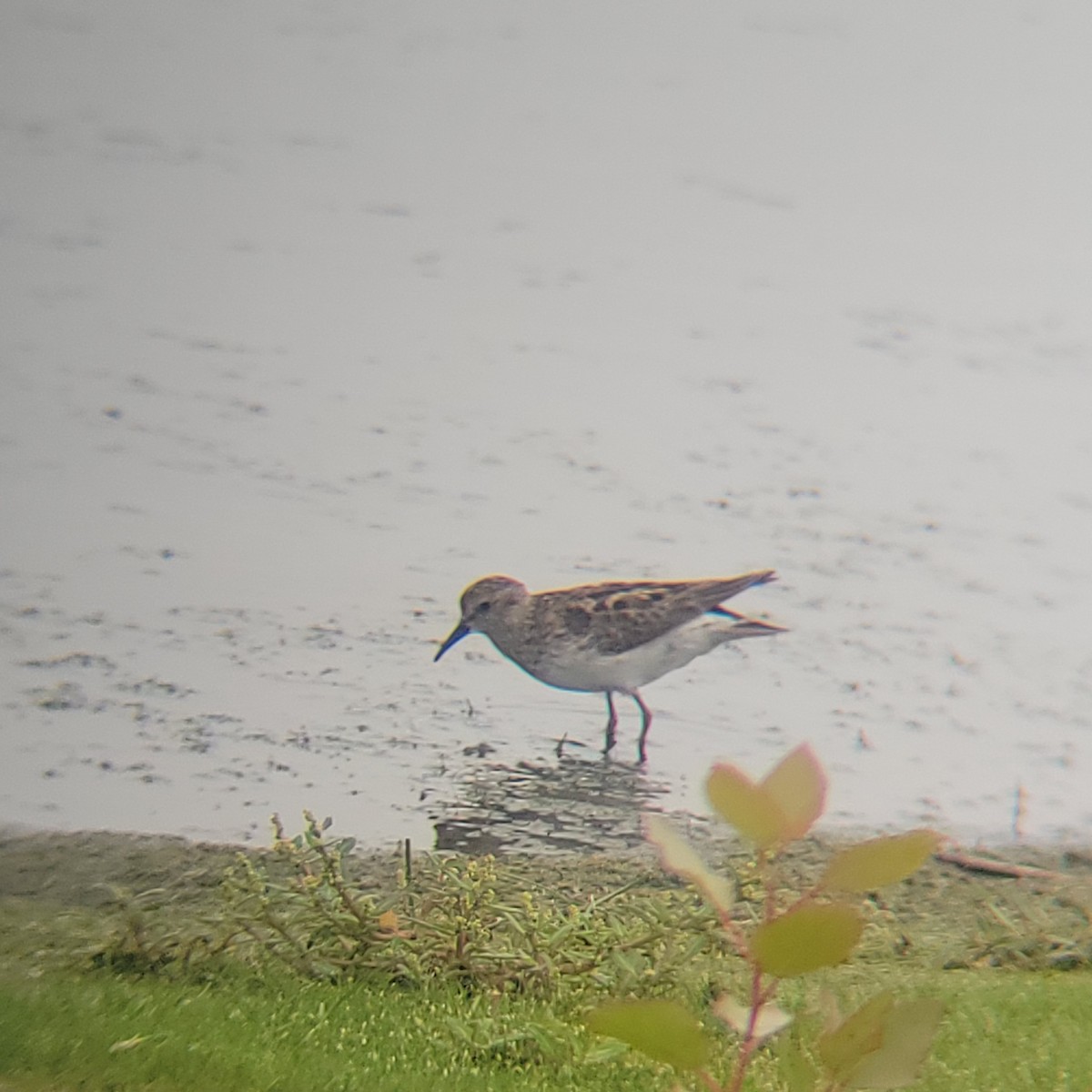 Least Sandpiper - ML639696822