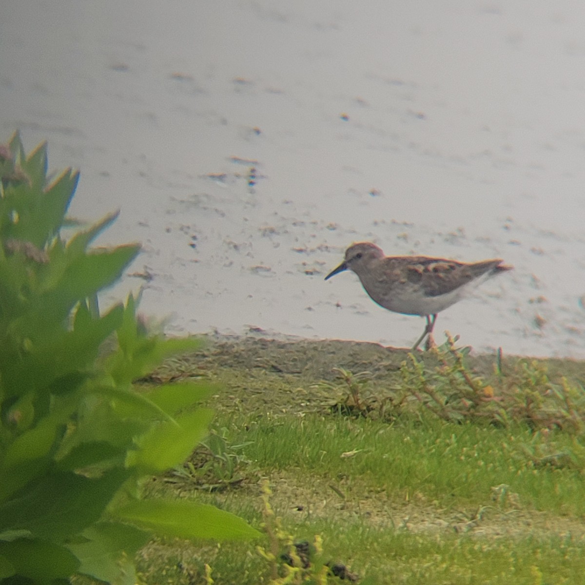 Least Sandpiper - ML639696823