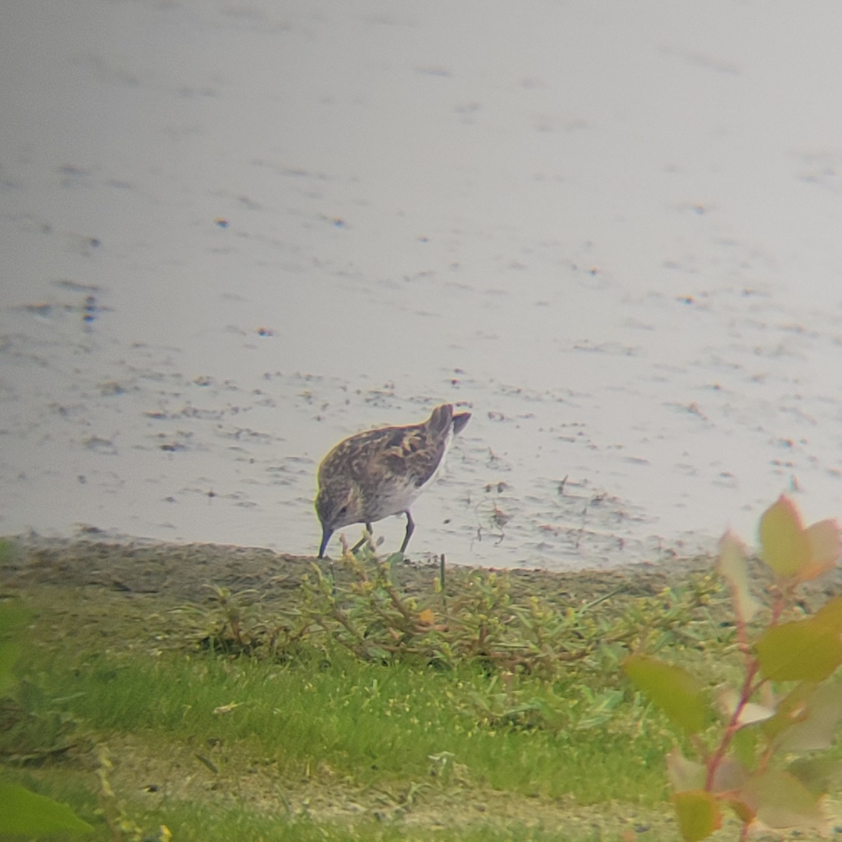 Least Sandpiper - ML639696824