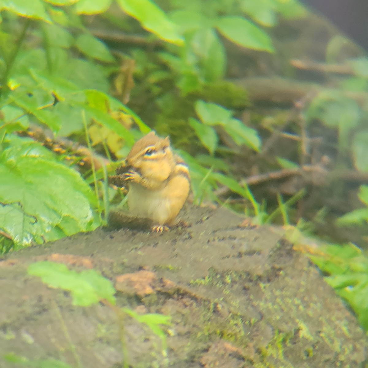 Northern Chipmunk - ML639696874