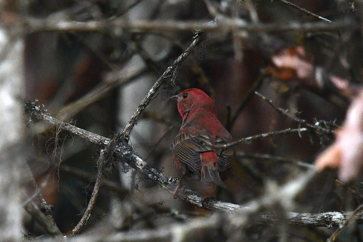 Blanford's Rosefinch - ML639696930