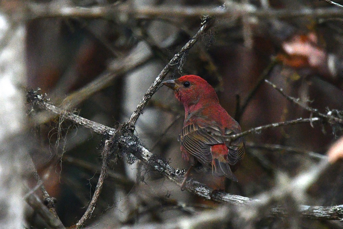Blanford's Rosefinch - ML639696931