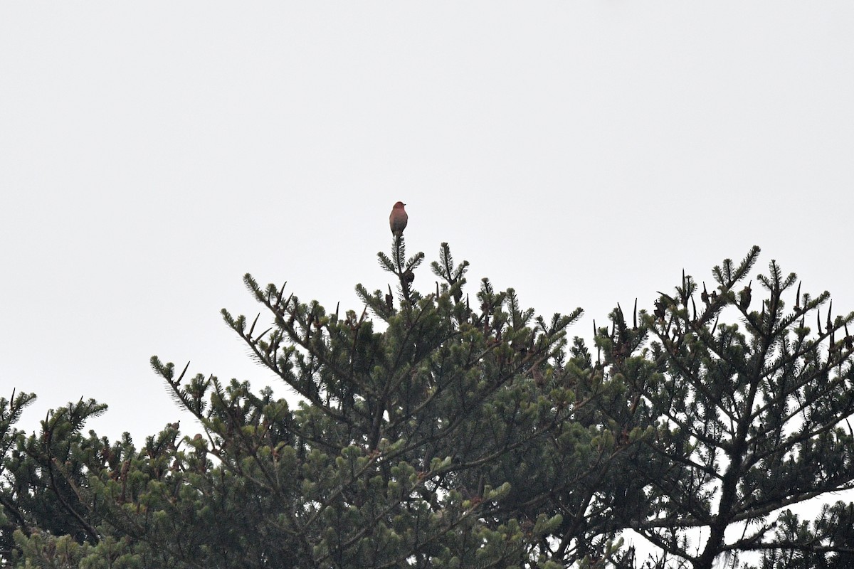Blanford's Rosefinch - ML639696932