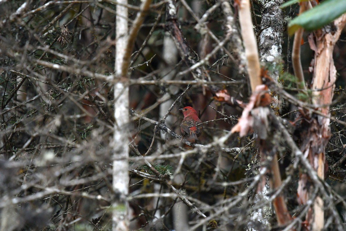 Blanford's Rosefinch - ML639696934