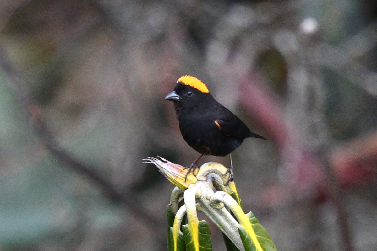 Gold-naped Finch - ML639696938