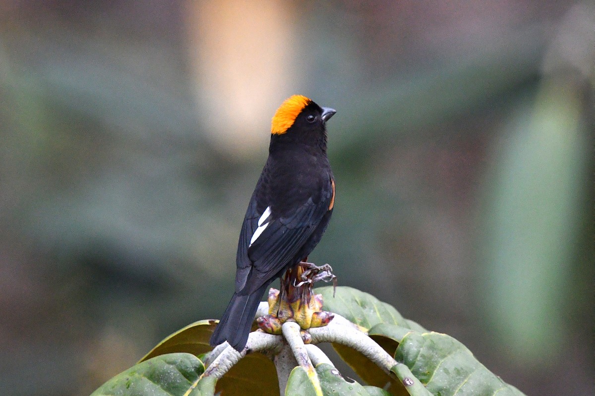 Gold-naped Finch - ML639696939