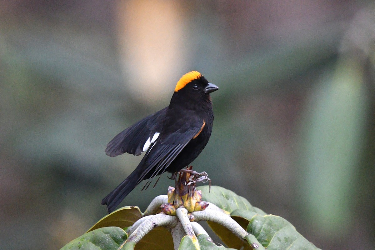 Gold-naped Finch - ML639696940