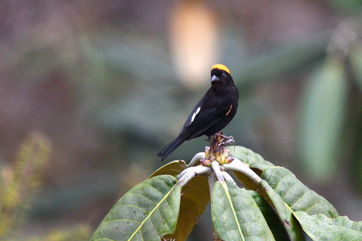 Gold-naped Finch - ML639696941