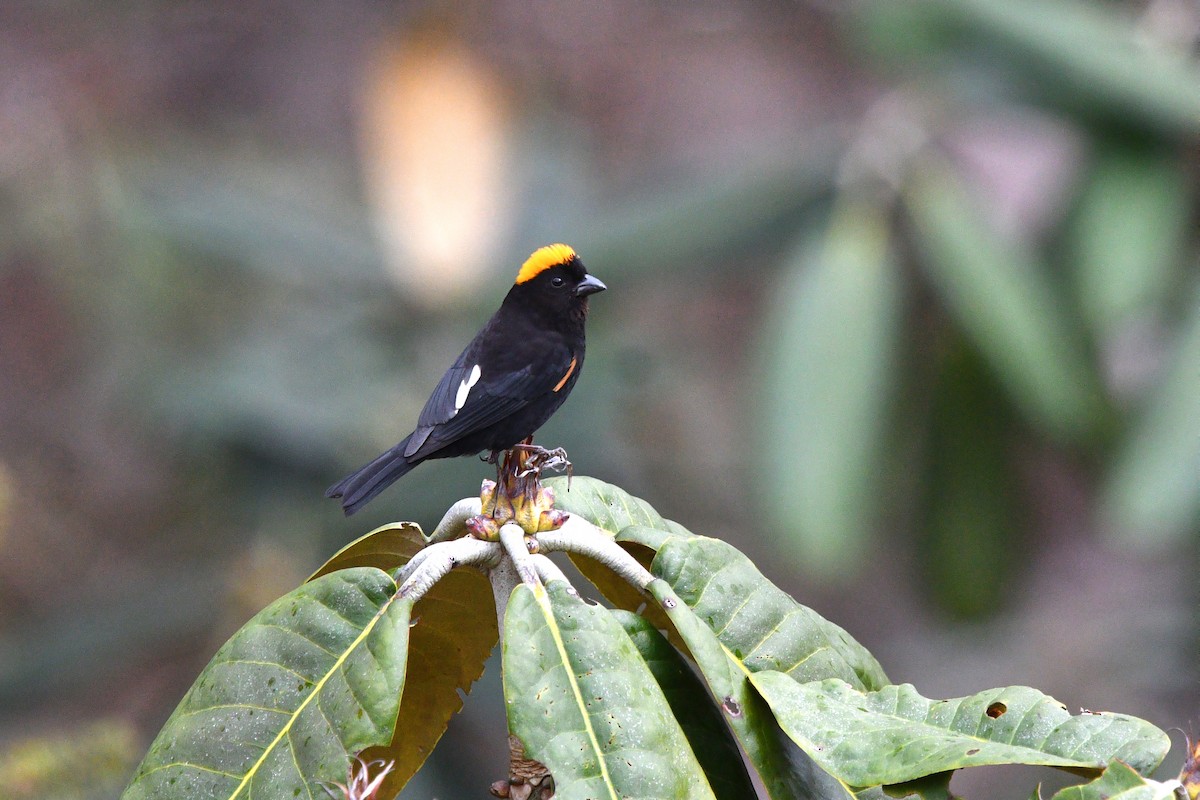 Gold-naped Finch - ML639696942