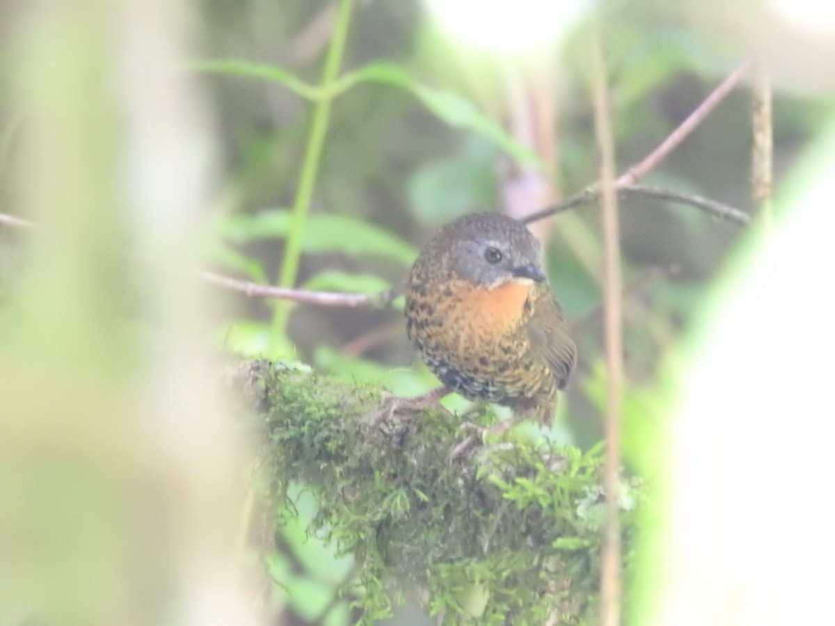 Rufous-throated Wren-Babbler - ML639697018