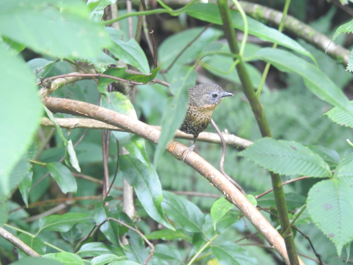 Rufous-throated Wren-Babbler - ML639697019