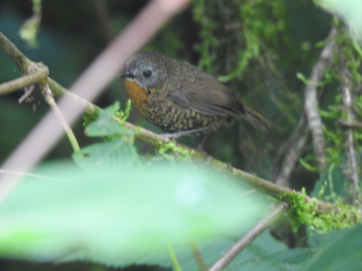 Rufous-throated Wren-Babbler - ML639697020