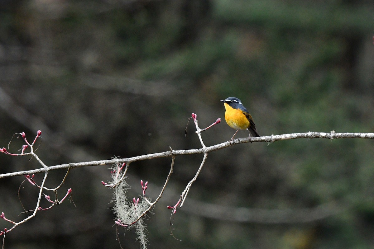 White-browed Bush-Robin - ML639697050