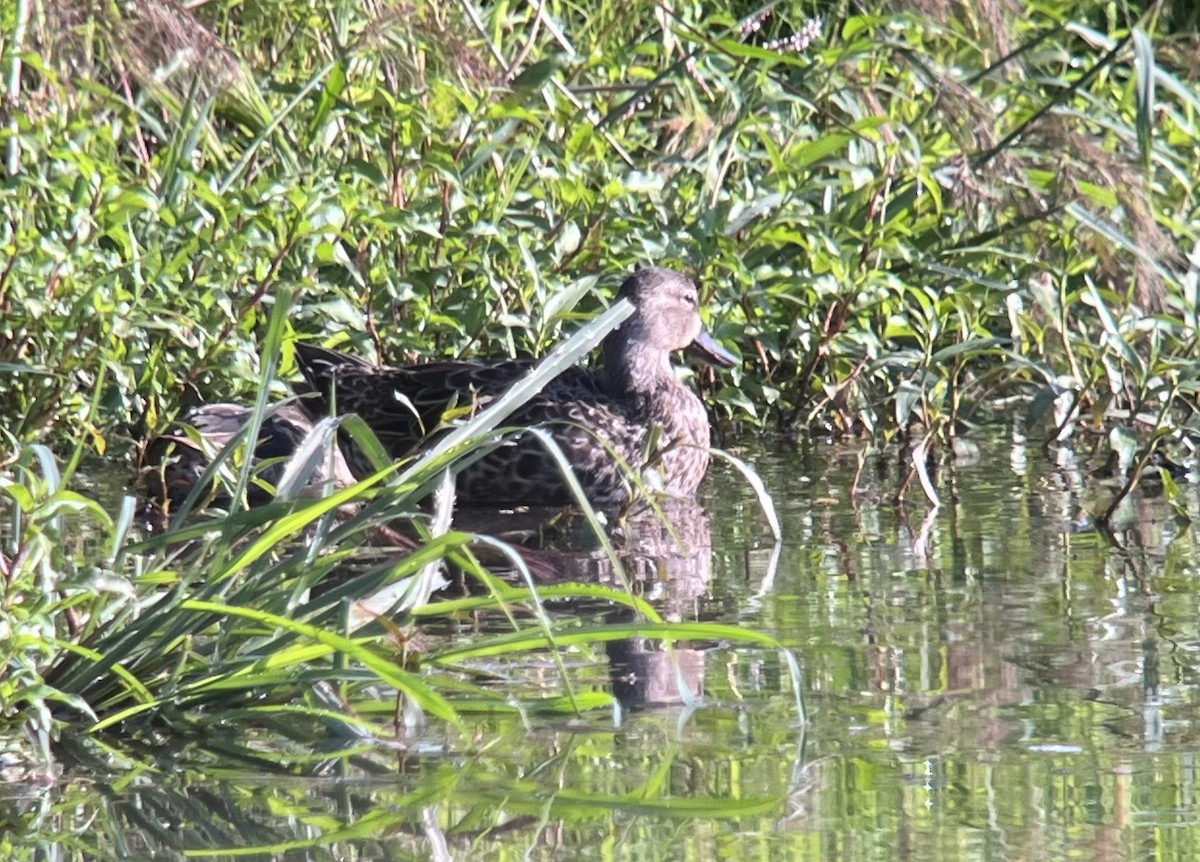 Blue-winged Teal - ML639697052
