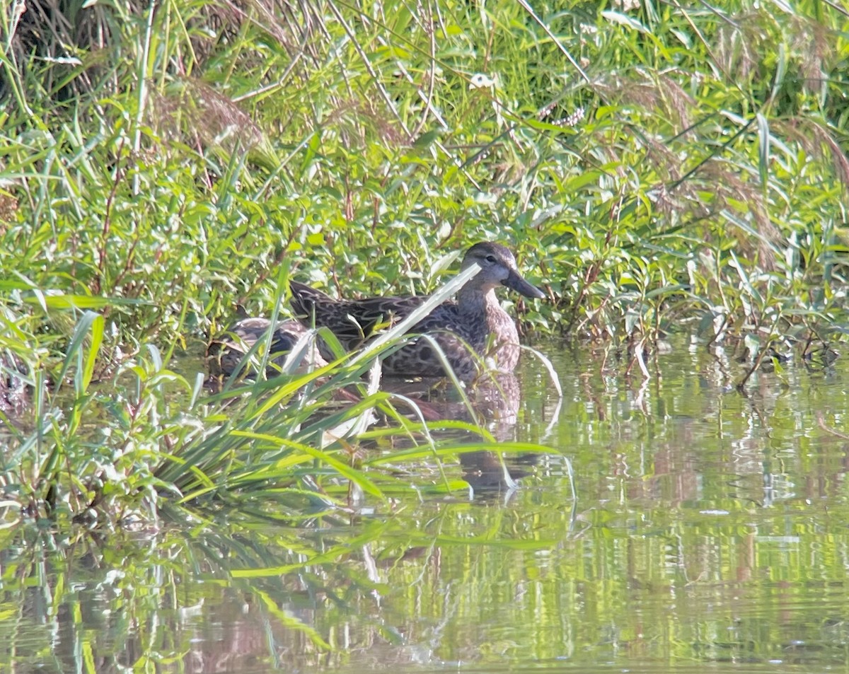 Blue-winged Teal - ML639697053