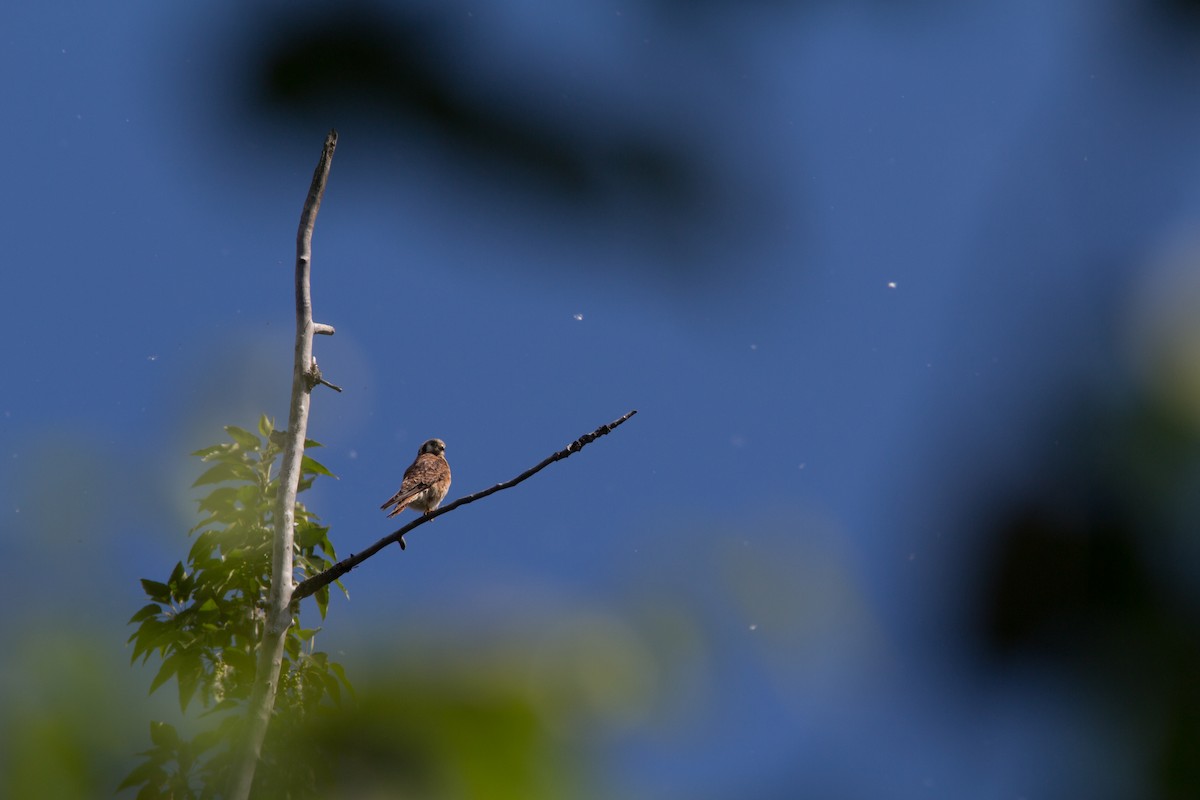 American Kestrel - ML63969711