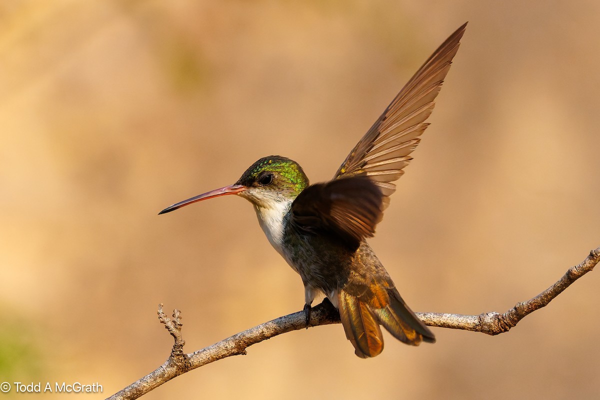 Green-fronted Hummingbird (Green-fronted) - ML639697113