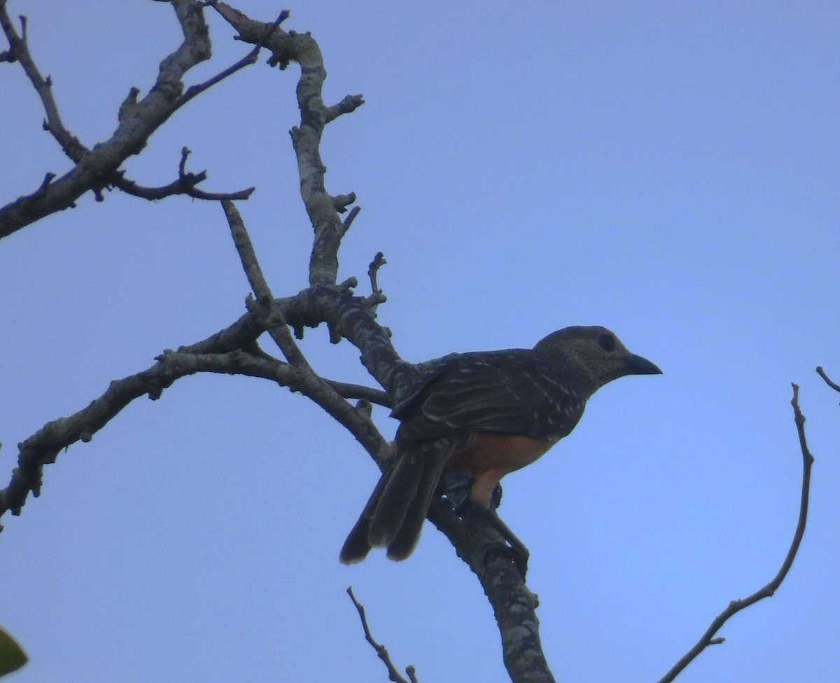 Fawn-breasted Bowerbird - ML639697128