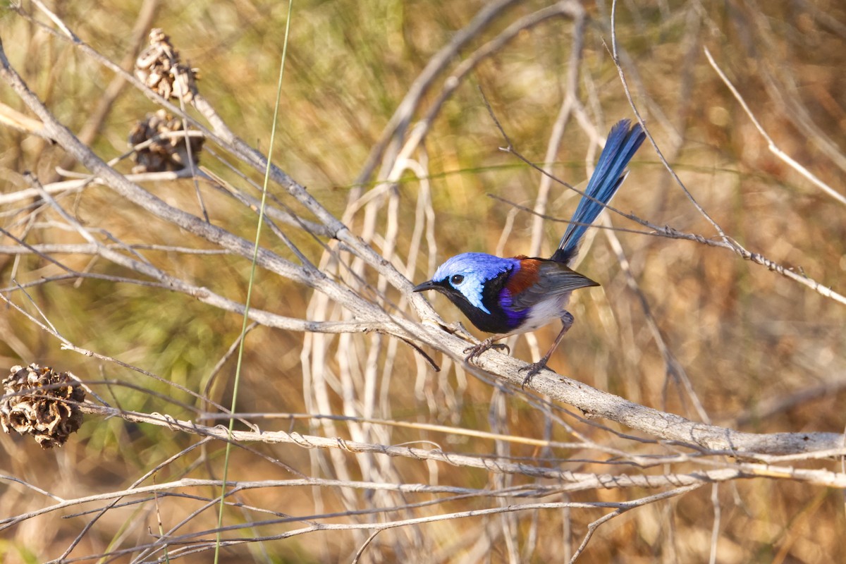 Purple-backed Fairywren (Lavender-flanked) - ML639697133