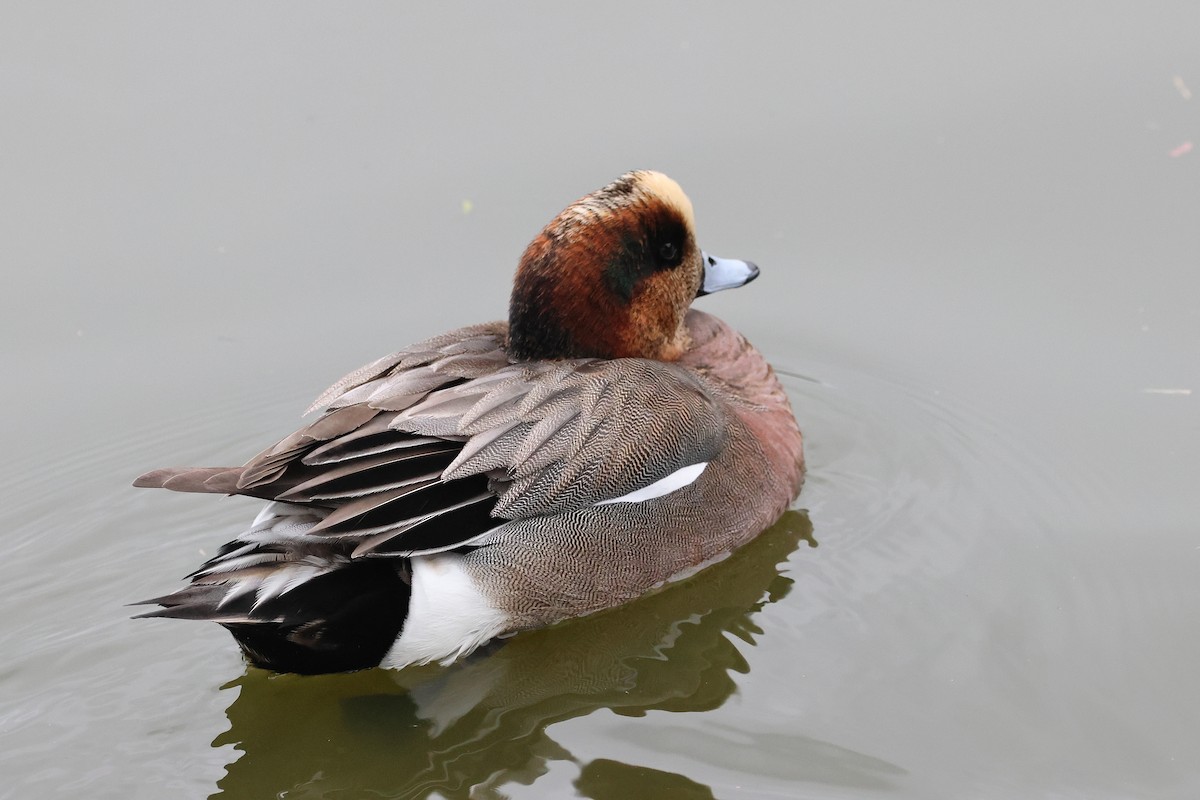 Eurasian x American Wigeon (hybrid) - ML639697264