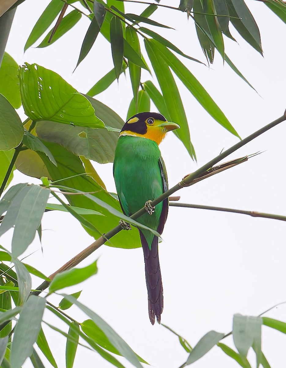 Long-tailed Broadbill - ML639697393