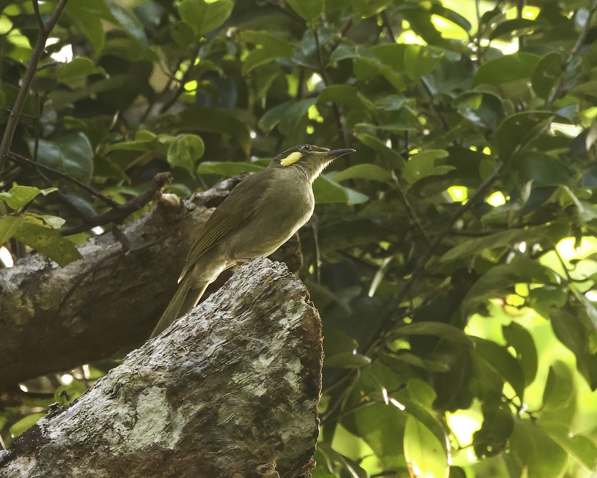 Puff-backed Honeyeater - ML639697427
