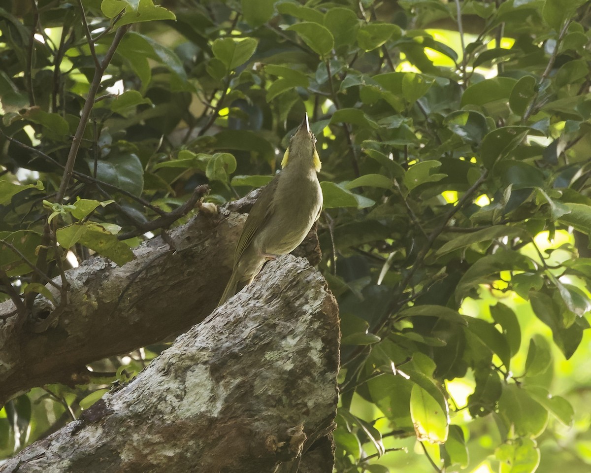 Puff-backed Honeyeater - ML639697428