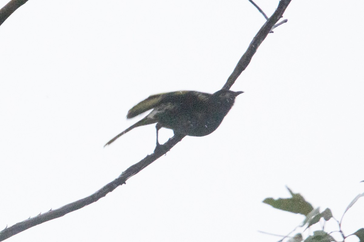 Regent Honeyeater - ML639697446