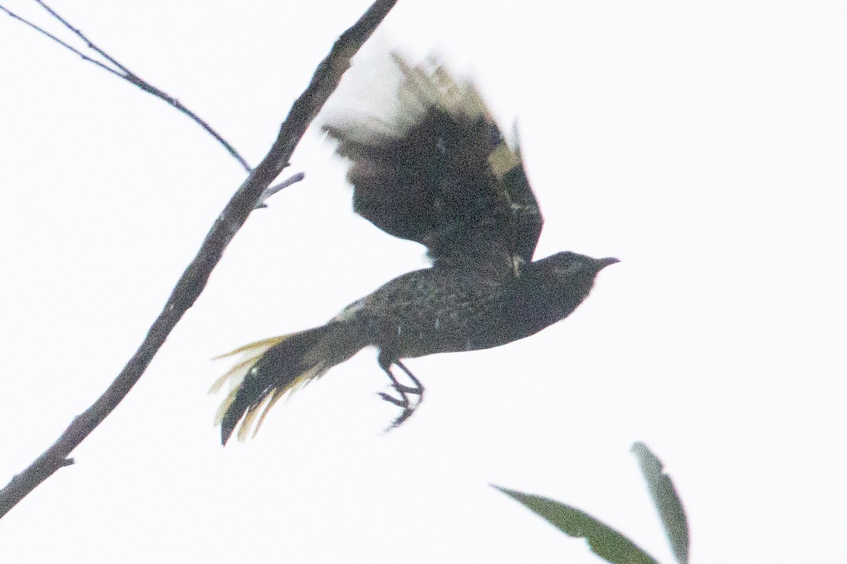 Regent Honeyeater - ML639697447