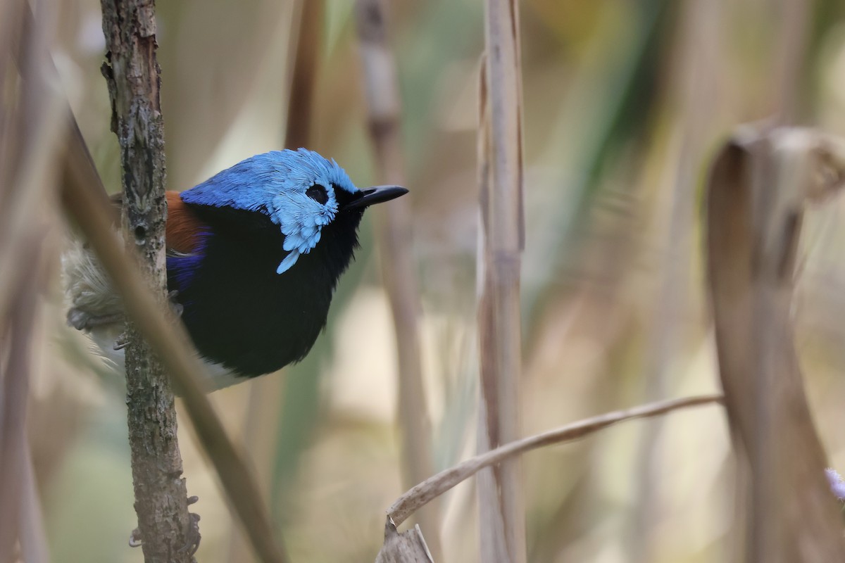 Variegated Fairywren - ML639697490
