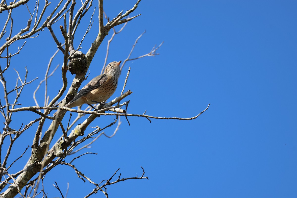 Rufous Whistler - ML639697498