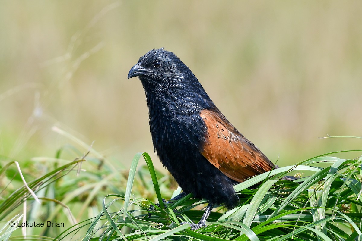 Black Coucal - ML639697547