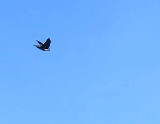 Glossy Swiftlet - ML639697569