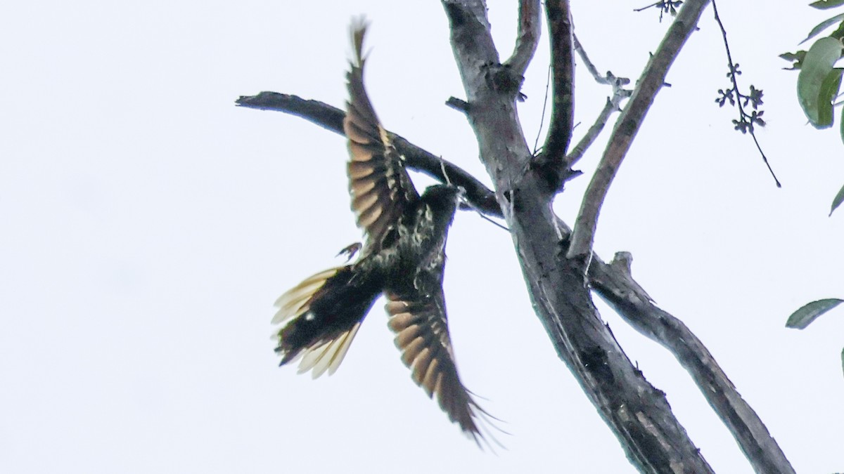 Regent Honeyeater - ML639697641