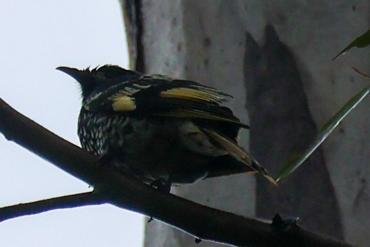 Regent Honeyeater - ML639697642