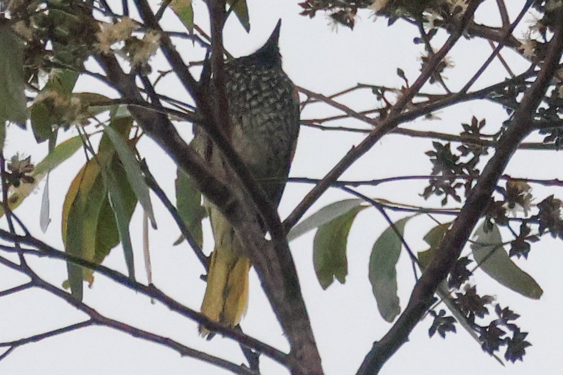 Regent Honeyeater - ML639697643