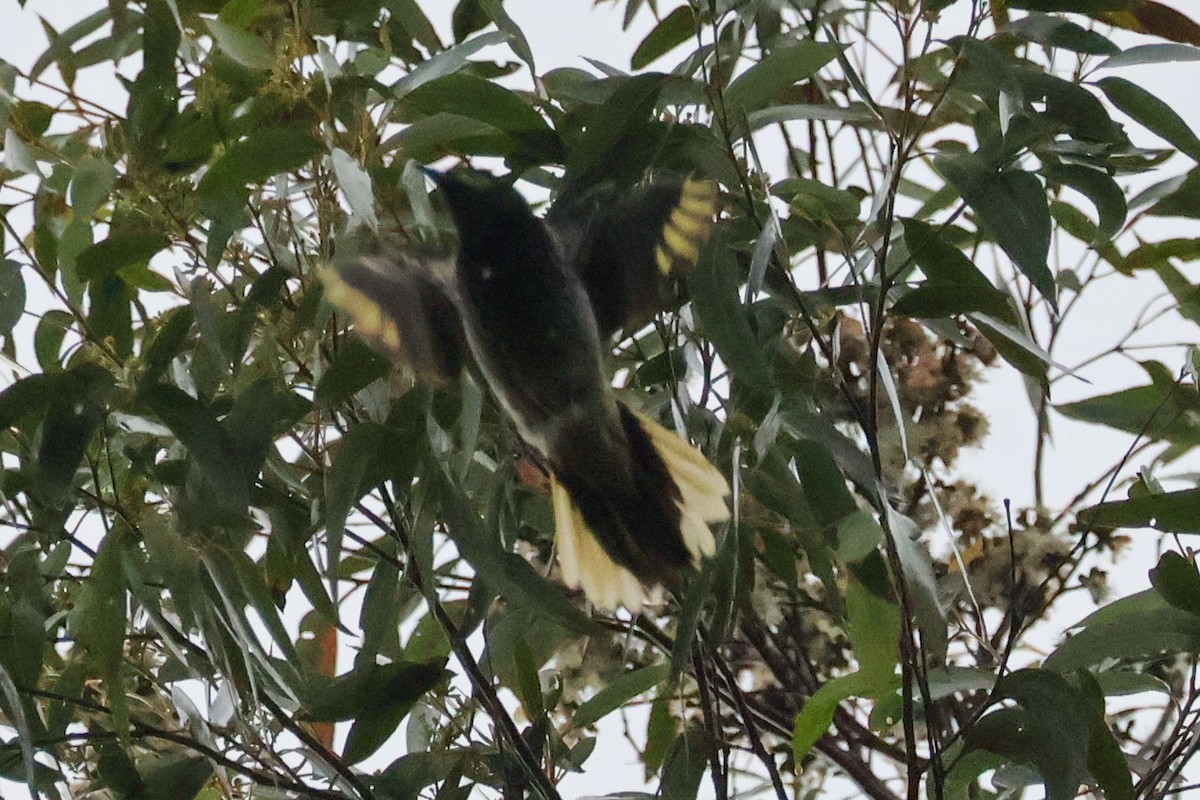 Regent Honeyeater - ML639697644